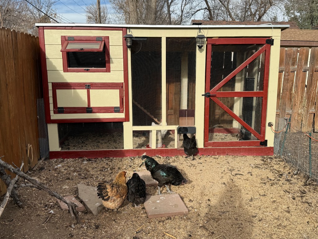 A Tale of Two Chicken&nbsp;Coops